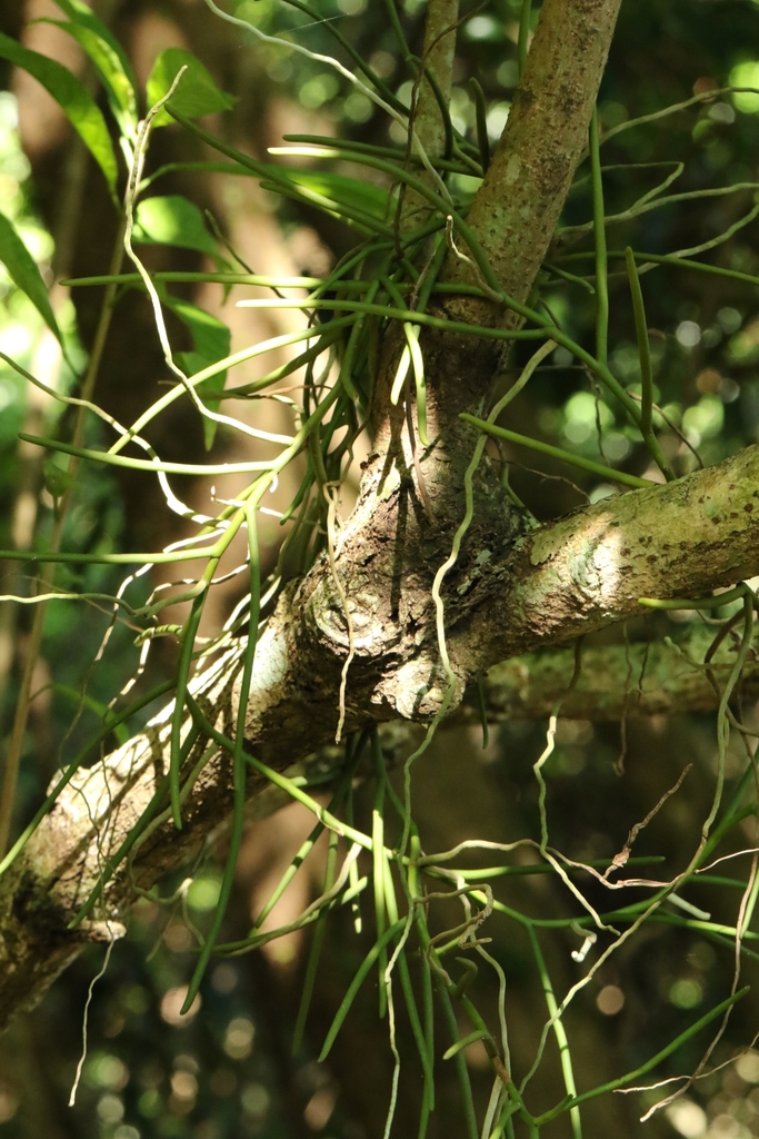 Cleisostoma simondii
