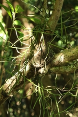 author not stated, no rights reserved Cleisostoma simondii, photograph author not stated, no rights reserved
