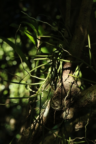 Cleisostoma simondii, photograph 4