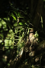 author not stated, no rights reserved Cleisostoma simondii, photograph author not stated, no rights reserved