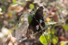 Papilio polytes
