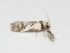 Philobota iphigenes