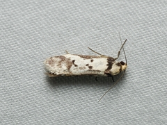 Philobota iphigenes