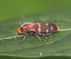 Phymatostetha nangla