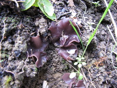 Daleomyces petersii