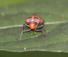 Phymatostetha nangla