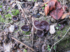 Daleomyces petersii