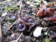 Daleomyces petersii