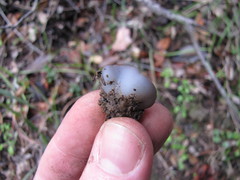 Daleomyces petersii