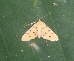 Xanthomelaena schematias
