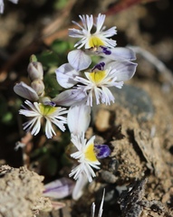 Polygala santacruzensis