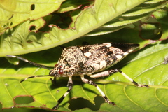 Eocanthecona furcellata