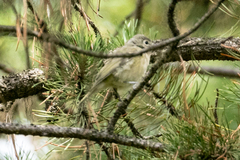 Vireo cassinii