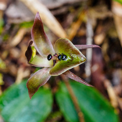 Chiloglottis gunnii