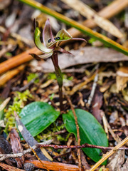 Chiloglottis gunnii