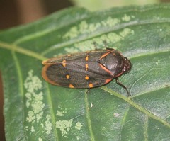 Phymatostetha triseriata