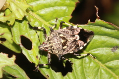 Eocanthecona furcellata