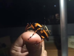 Cyrtotrachelus thompsoni