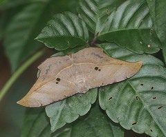 Dalima schistacearia
