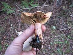 Lactarius rubrilacteus image