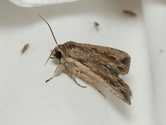 Persectania dyscrita