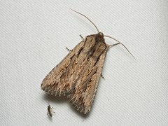 Persectania dyscrita