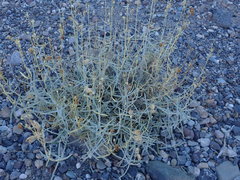 Penstemon fruticiformis