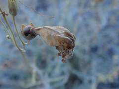 Penstemon fruticiformis