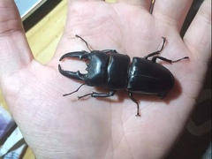 Serrognathus titanus platymelus