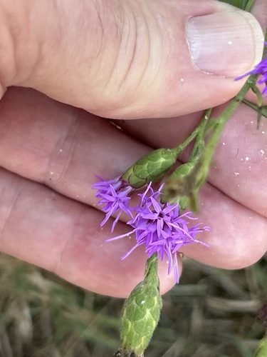 Liatris cymosa observed 2025-09-13