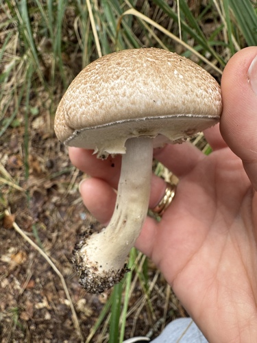 Agaricus phaeolepidotus