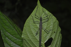 Pseudophasma unicolor