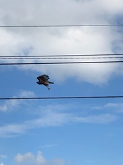 Buteo lineatus