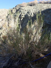 Brickellia longifolia multiflora