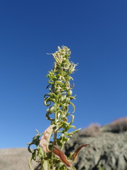 Brickellia longifolia multiflora