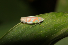 Linnavuoriella arcuata