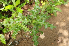 Acanthus ebracteatus