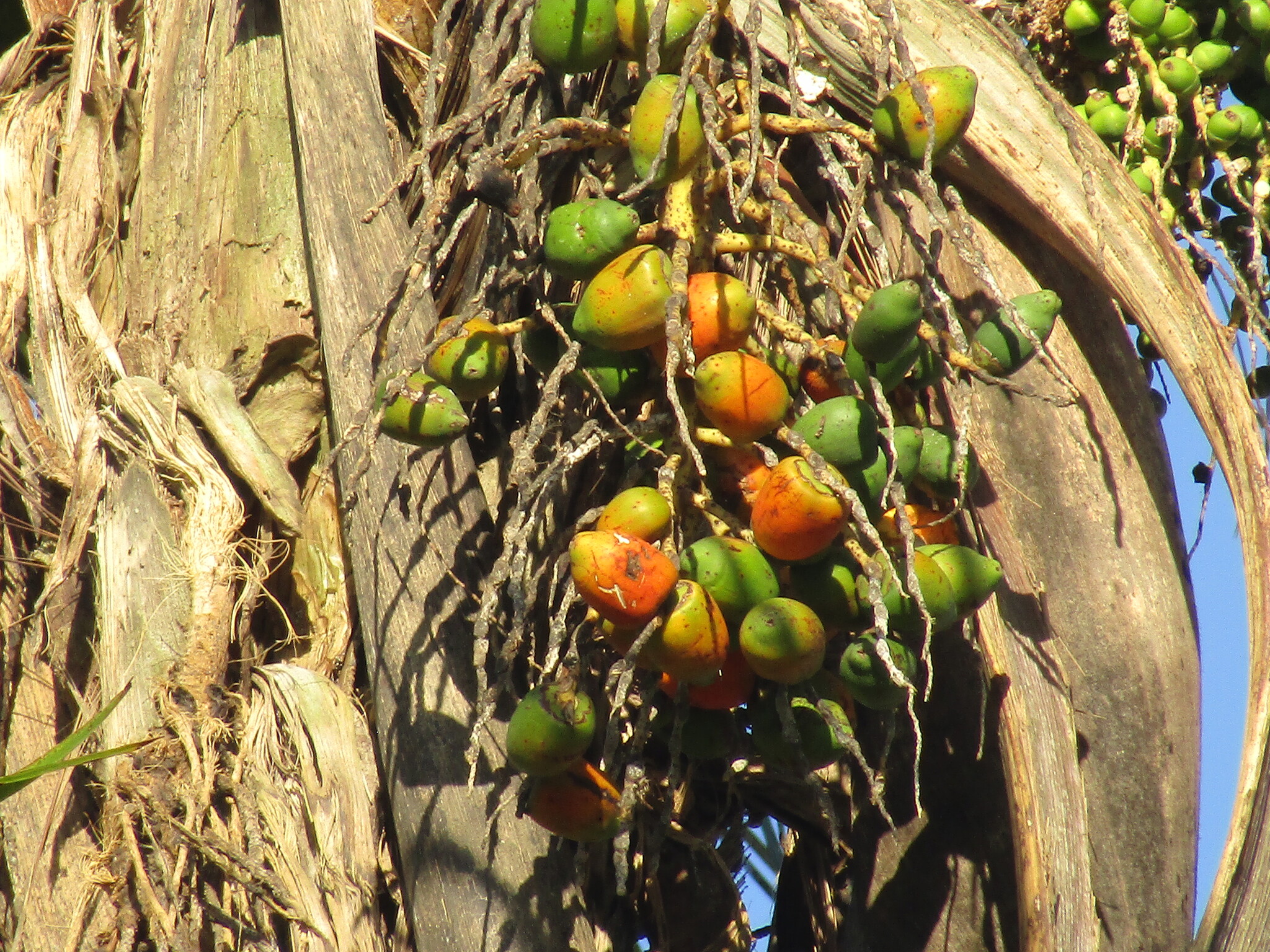 Bactris gasipaes