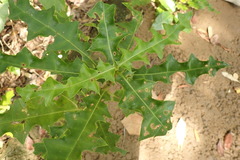 Acanthus ebracteatus