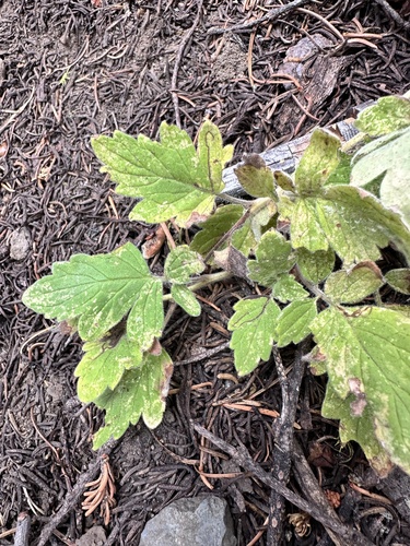 Waterleaf phacelia (Phacelia hydrophylloides)