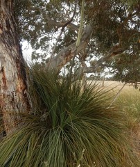 Xanthorrhoea caespitosa