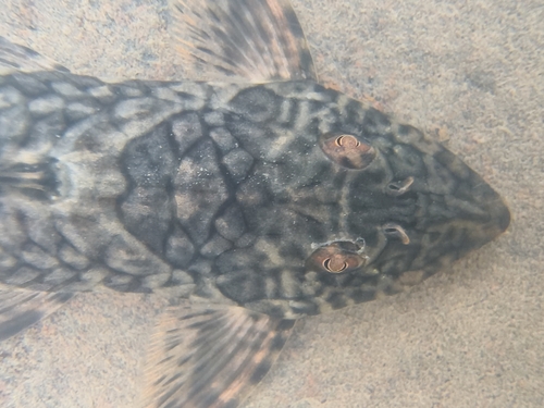 Broadmouth whiptail catfish (Cteniloricaria platystoma) — Loricariidae — 2