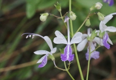 Trichostema arizonicum