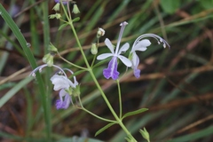 Trichostema arizonicum