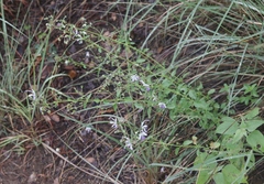 Trichostema arizonicum