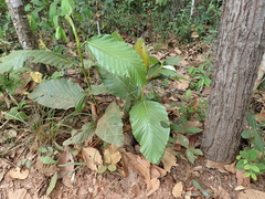 Dipterocarpus