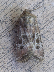 Lacinipolia spiculosa