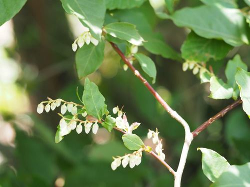 Lyonia ovalifolia, photograph 3