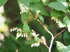 Yoshimasa Uchiyama, CC BY, iNaturalist via GBIF Lyonia ovalifolia, photograph Yoshimasa Uchiyama, CC BY, iNaturalist via GBIF