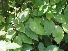 Yoshimasa Uchiyama, CC BY, iNaturalist via GBIF Lyonia ovalifolia, photograph Yoshimasa Uchiyama, CC BY, iNaturalist via GBIF
